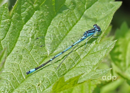 Variable Damselfly variant (Coenagrion pulchellum) Sussex, Alan Prowse